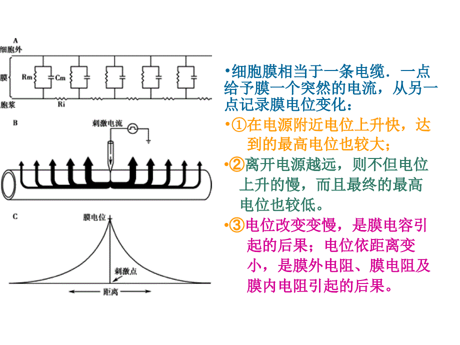 生理学：心肌电生理_第3页