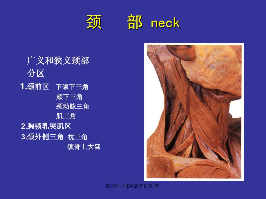 临床医学颈部解剖图谱课件_第1页