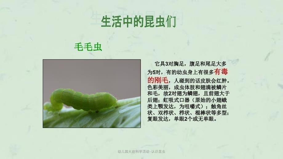 幼儿园大班科学活动-认识昆虫课件_第5页