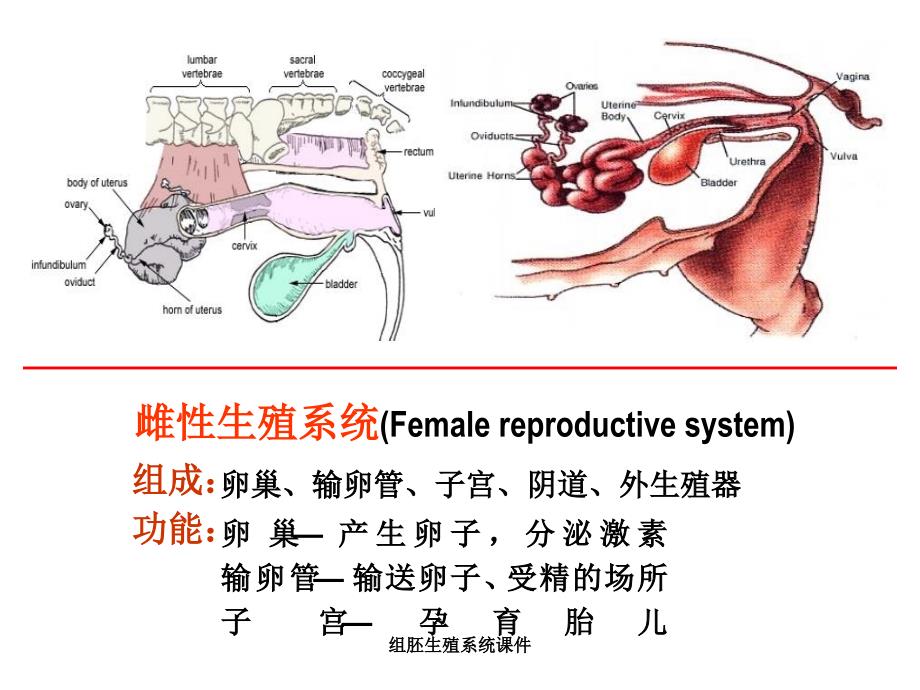 组胚生殖系统课件_第2页