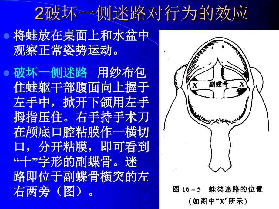 实验四蟾蜍的解剖_第4页