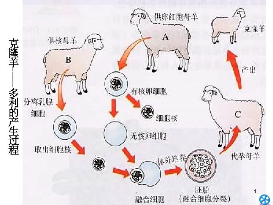 高一生物细胞核ppt课件_第1页