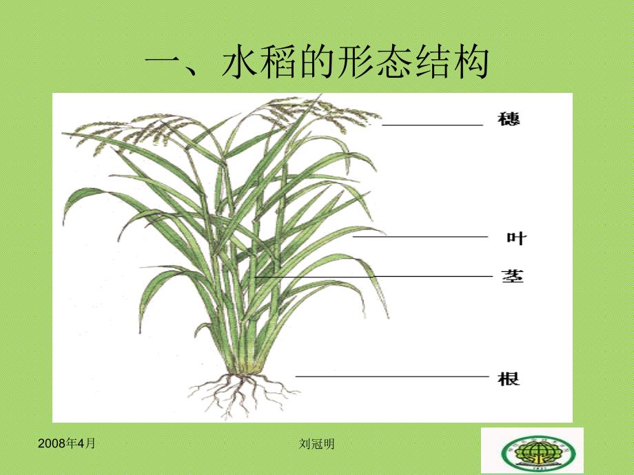 最新-水稻的生长发育特性-PPT课件_第4页