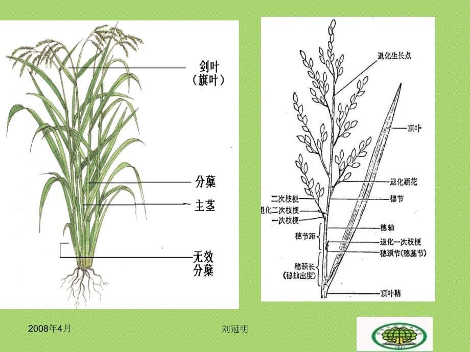 最新-水稻的生长发育特性-PPT课件_第5页