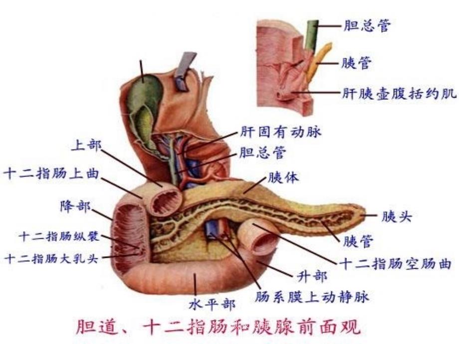 中西医结合急性胰腺炎研究生_第2页