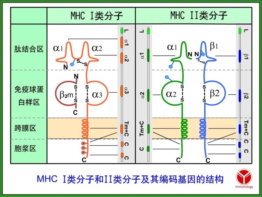 医学免疫学第6版课件B淋巴细胞_第2页