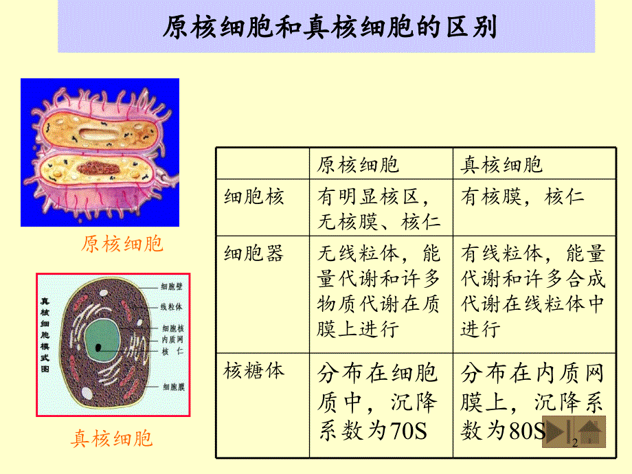 微生物学教程配套PPT精选文档_第2页