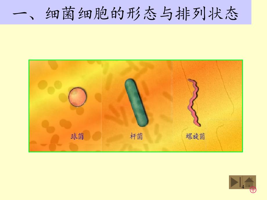 微生物学教程配套PPT精选文档_第4页