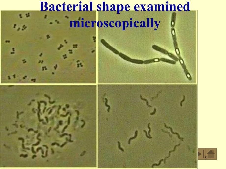 微生物学教程配套PPT精选文档_第5页