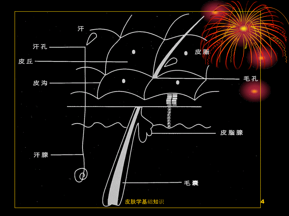 皮肤学基础知识课件_第4页