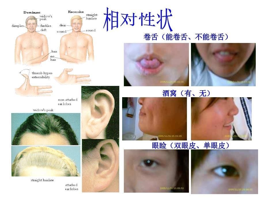 遗传和变异教版_第5页