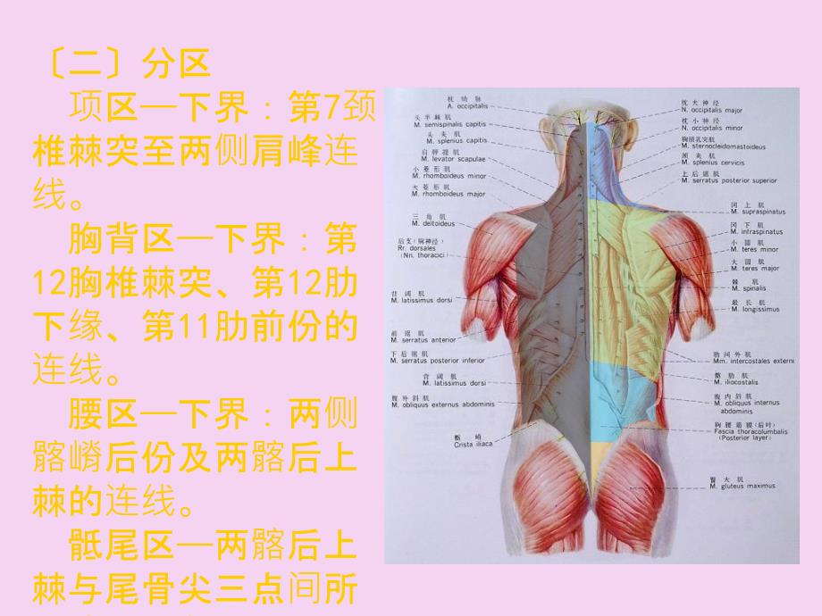 3脊柱区ppt课件_第3页