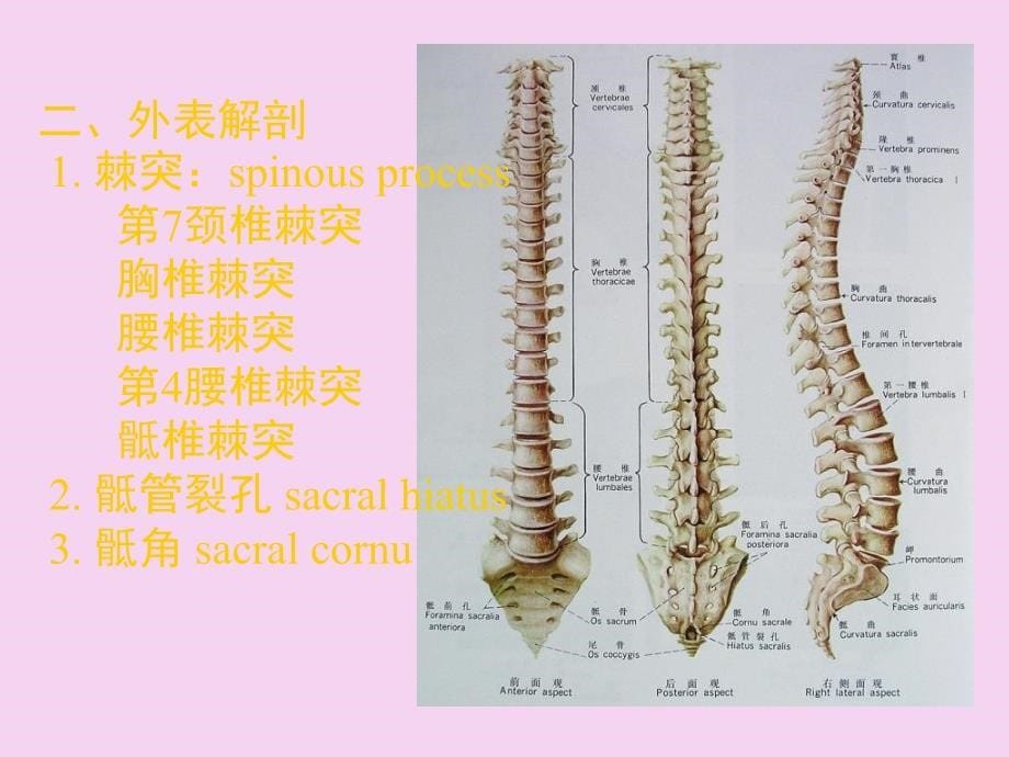 3脊柱区ppt课件_第5页