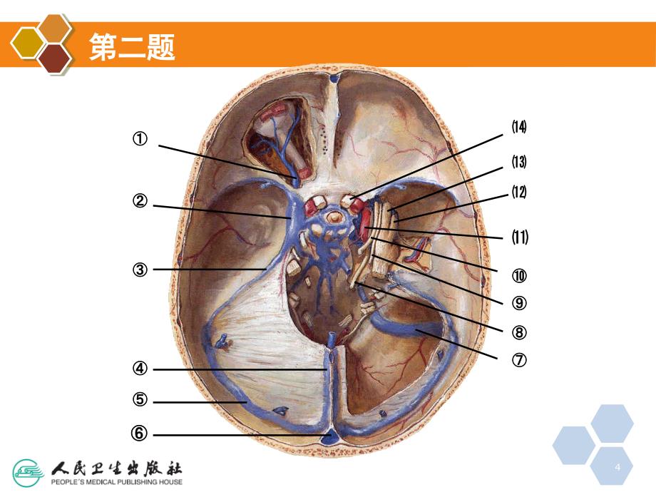 局部解剖学填图题课堂PPT_第4页