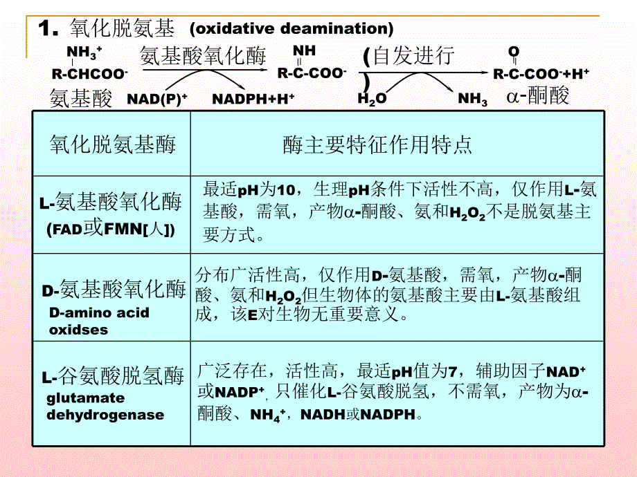 《含氮化合物代谢》PPT课件.ppt_第2页