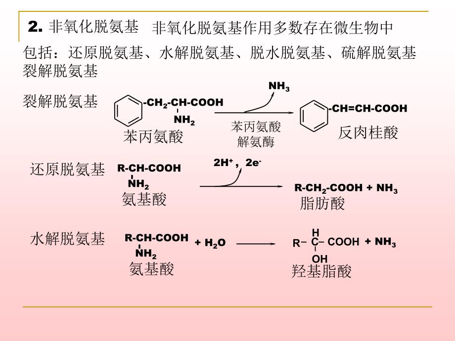 《含氮化合物代谢》PPT课件.ppt_第4页