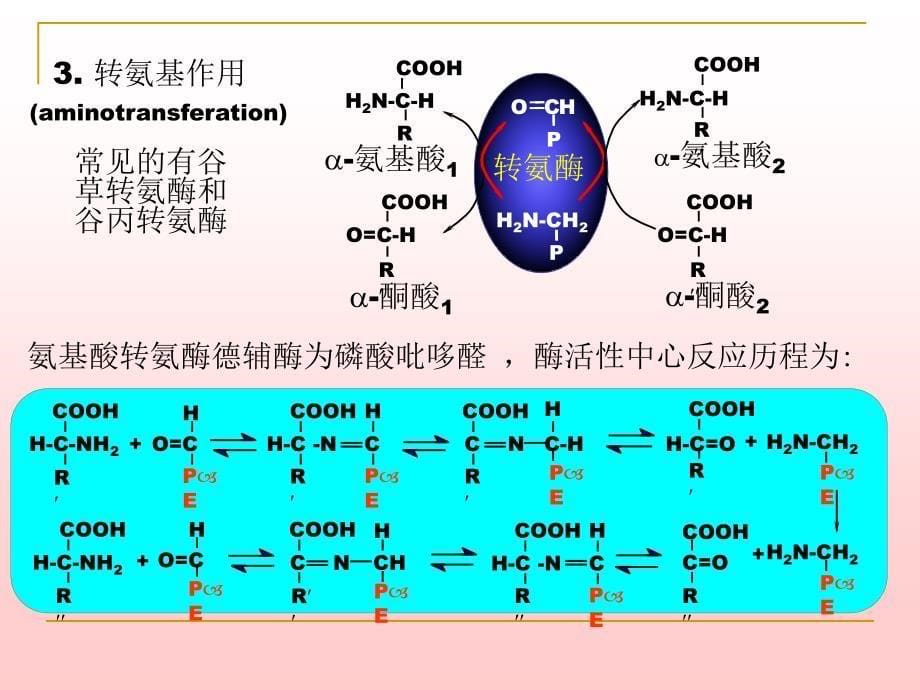 《含氮化合物代谢》PPT课件.ppt_第5页