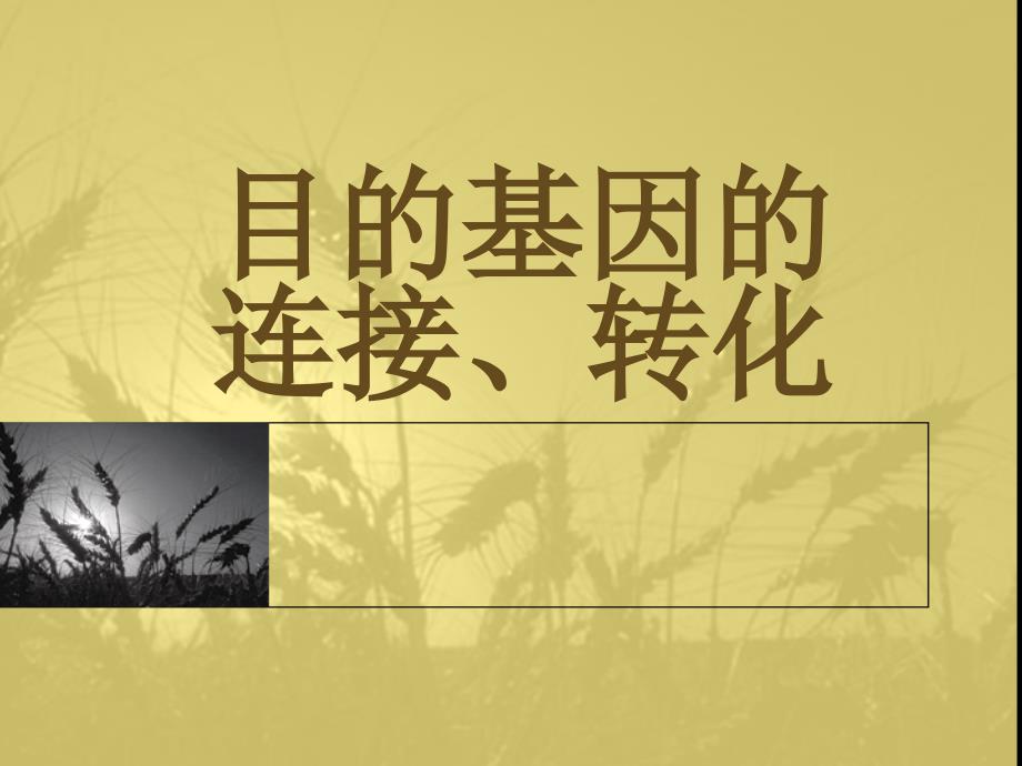 目的基因的连接与转化_第1页