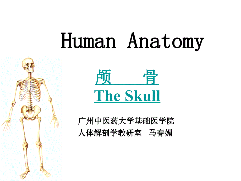 4骨学各论skull_第1页