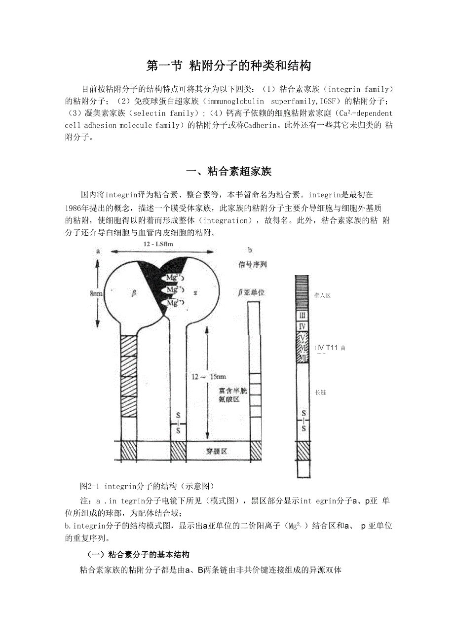 粘附分子概念及介绍_第1页