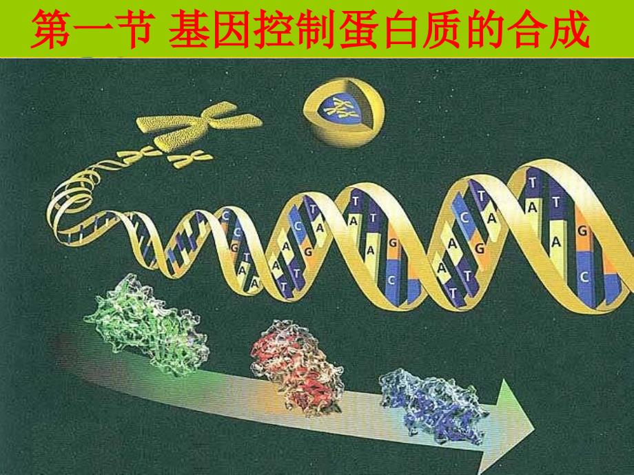 第一节基因控制蛋白质的合成_第1页