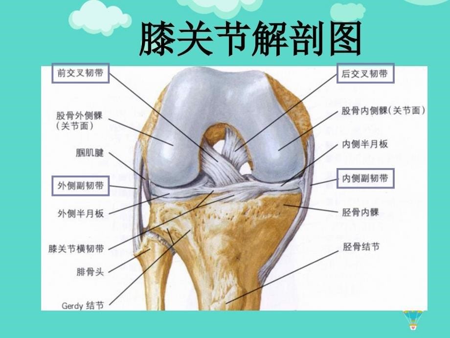 前交叉韧带损伤护理查房PPT课件_第5页