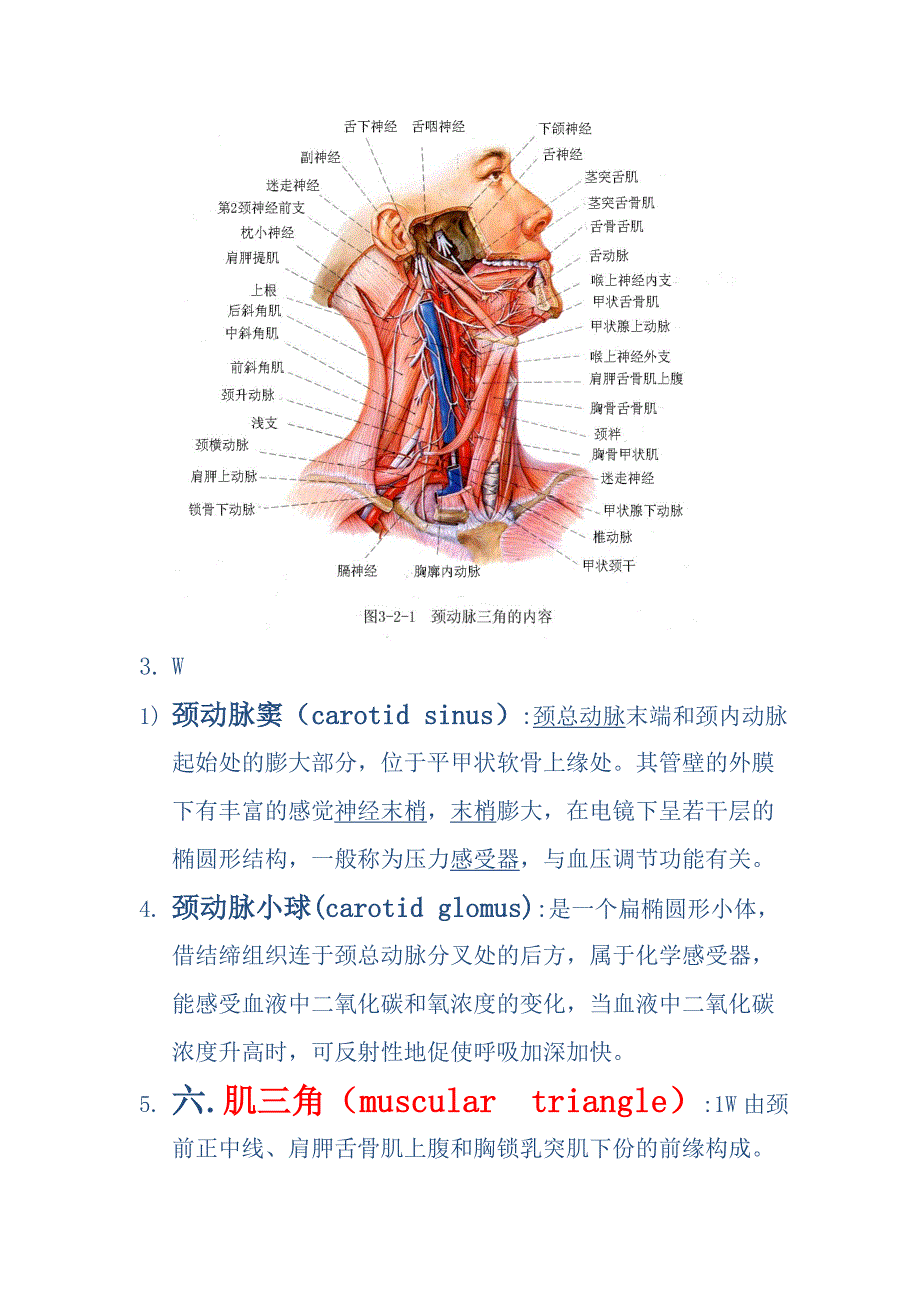 局解复习资料之颈部.doc_第4页