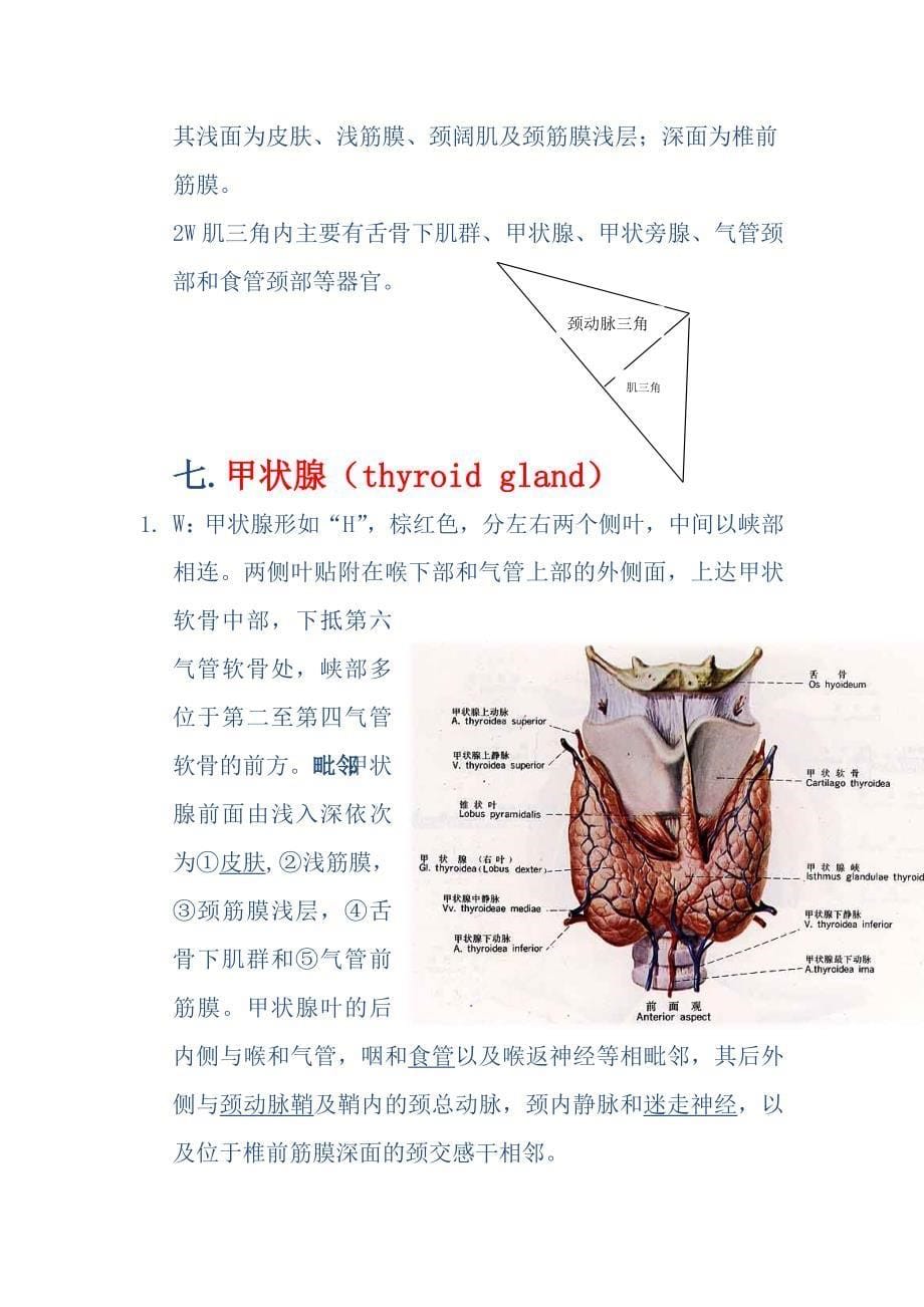 局解复习资料之颈部.doc_第5页