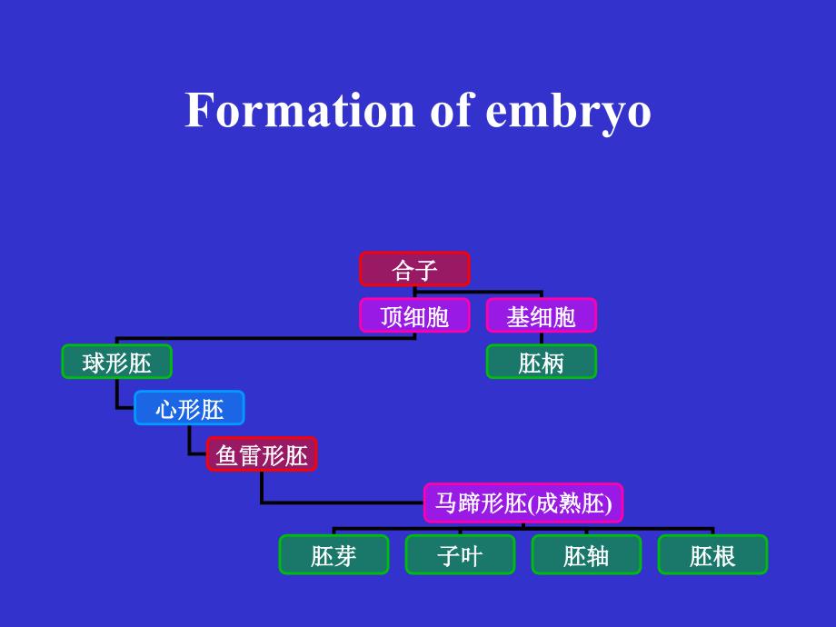 现代生物学(植物学理论部分)：93.fruit seed, life cycle of angiosperma_第3页