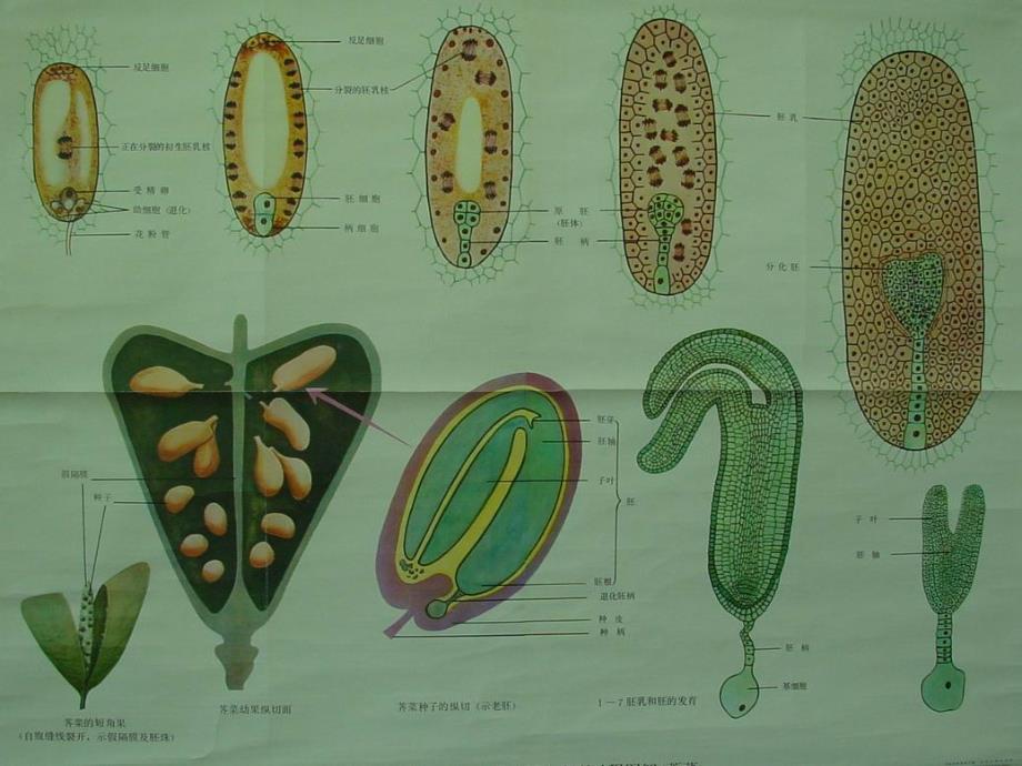 现代生物学(植物学理论部分)：93.fruit seed, life cycle of angiosperma_第4页