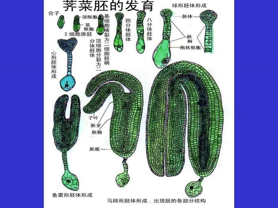 现代生物学(植物学理论部分)：93.fruit seed, life cycle of angiosperma_第5页