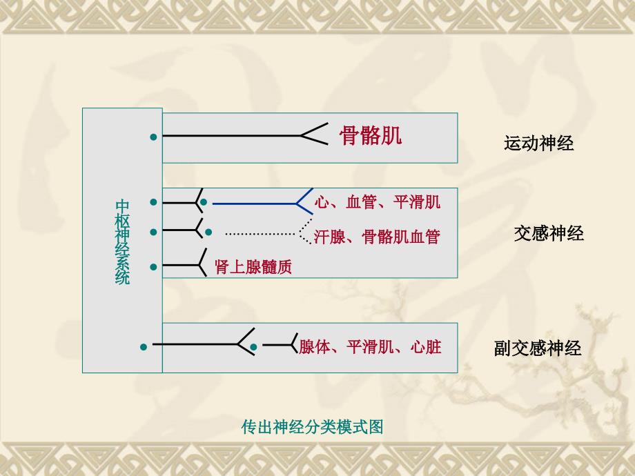 最新05传出神经系统药理概论PPT文档文档资料_第4页