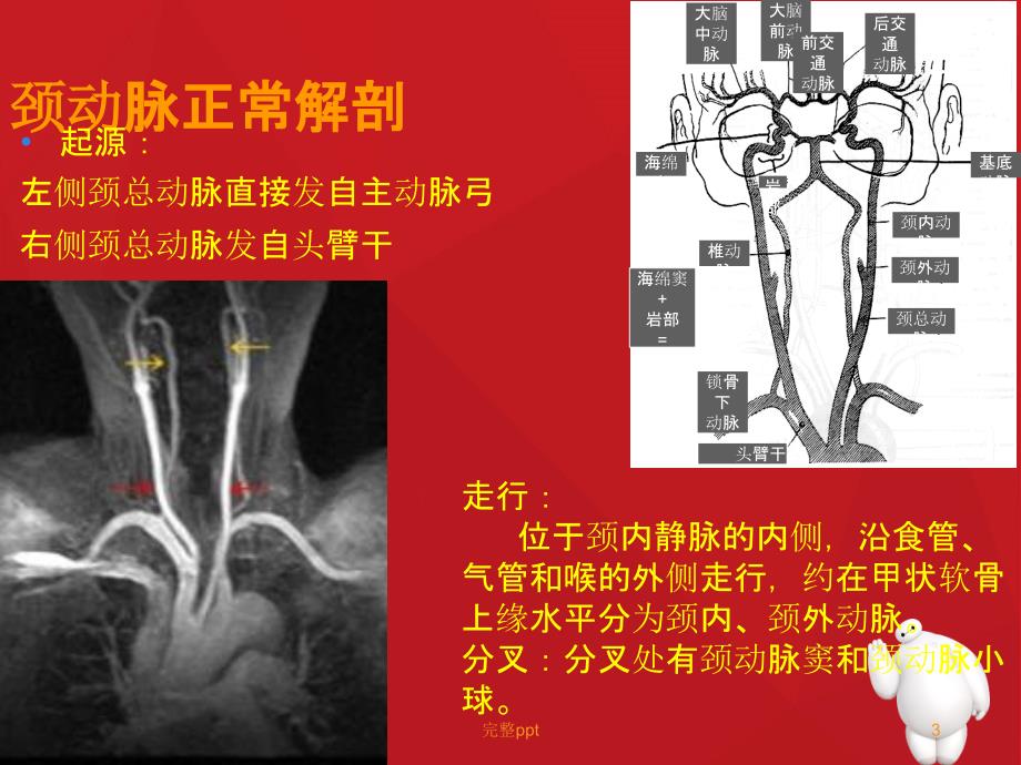 头颈部血管解剖课件_第3页