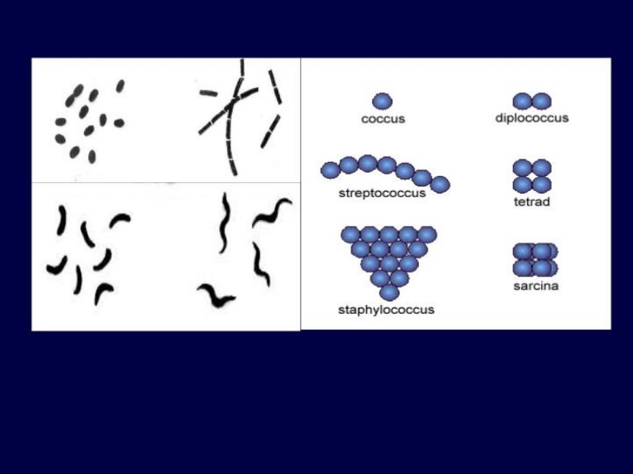 最新微生物第1章细菌形态结构PPT课件_第4页