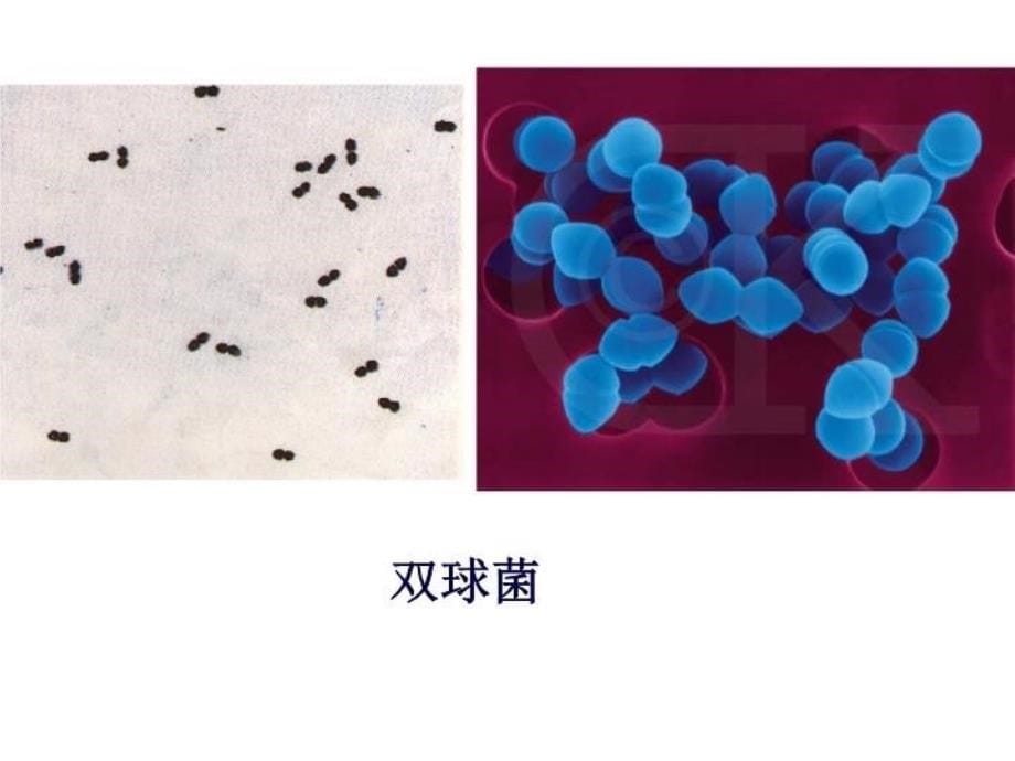 最新微生物第1章细菌形态结构PPT课件_第5页