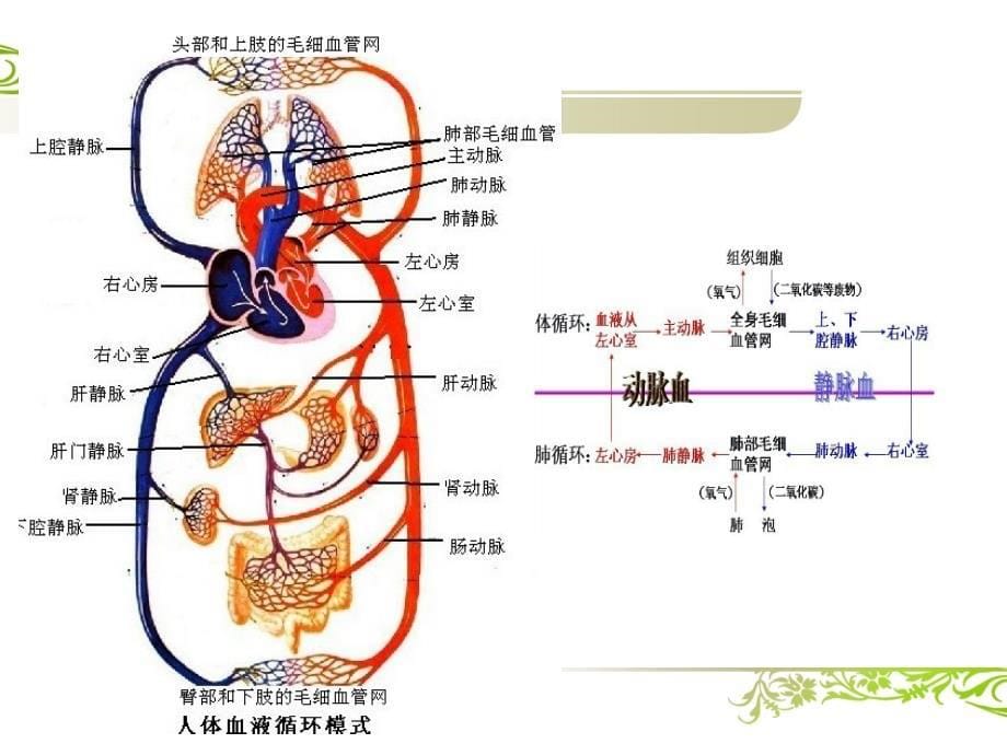 心血管系统评估PPT课件_第5页