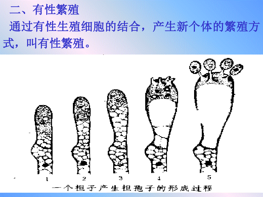 教学课件第六章食用菌选种育种技术_第4页