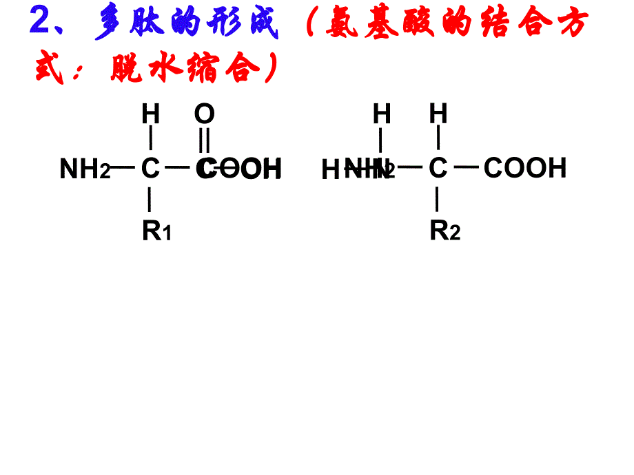 第二章第二节蛋白质_第2页