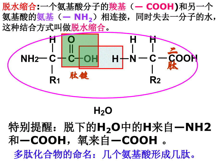 第二章第二节蛋白质_第3页