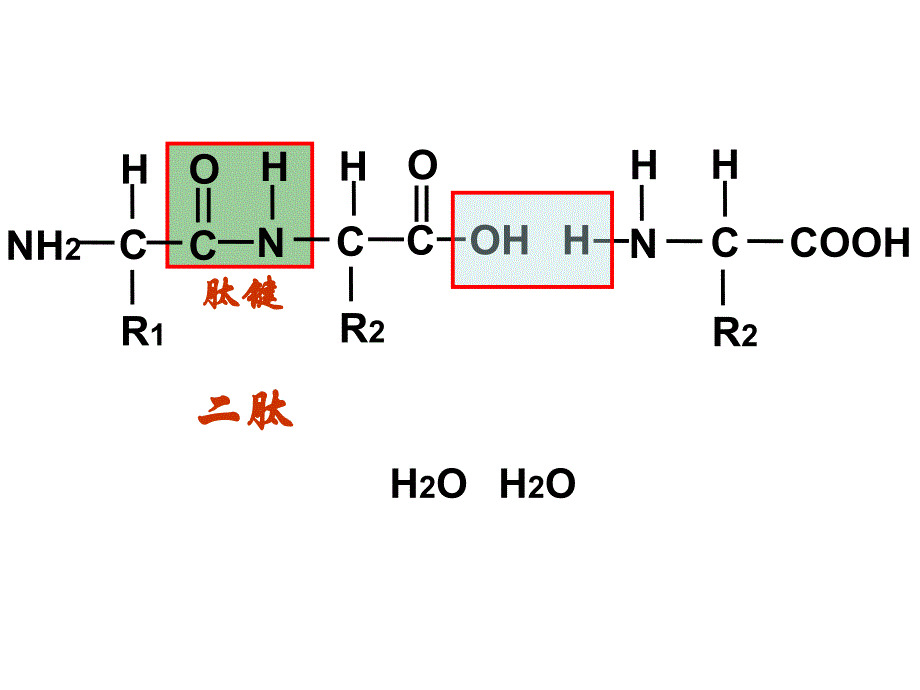 第二章第二节蛋白质_第4页