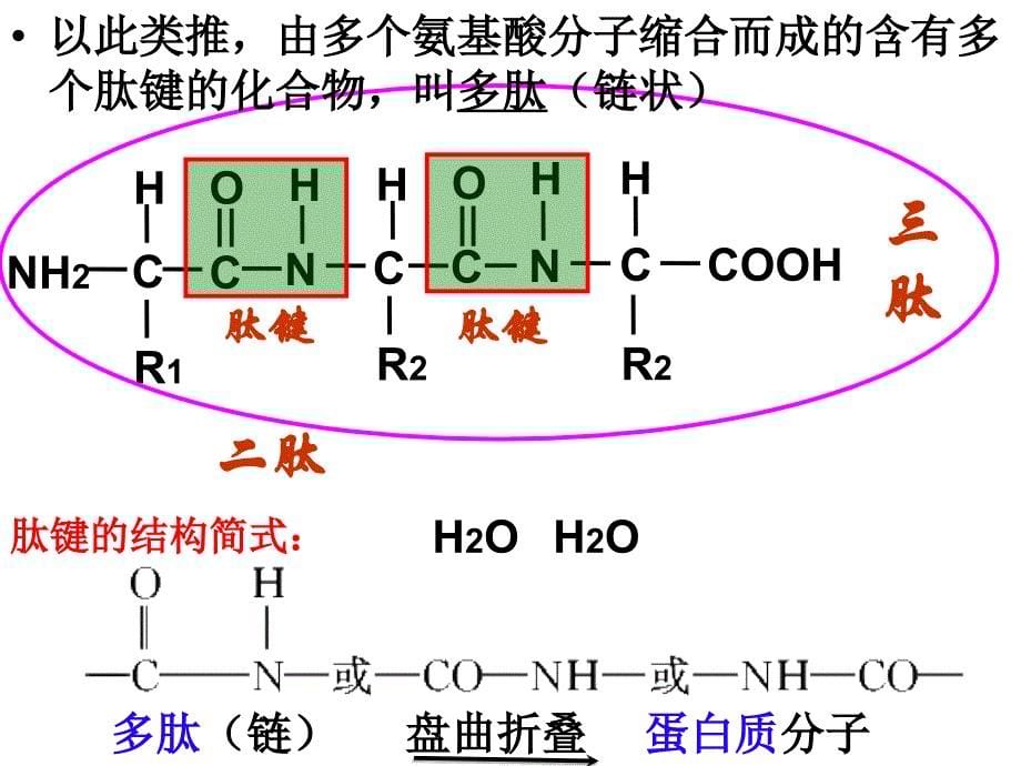 第二章第二节蛋白质_第5页