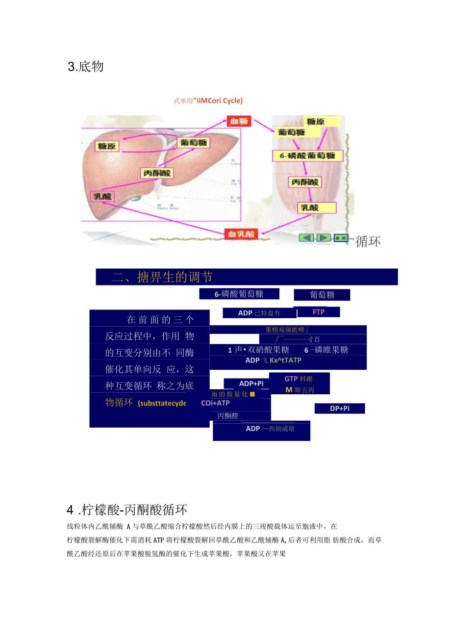 生物化学中若干循环和穿梭_第3页