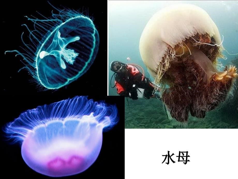 生物八年级上开学第一课动物世界_第5页