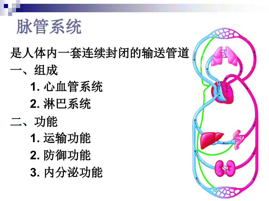 脉管系统心脏()_第2页