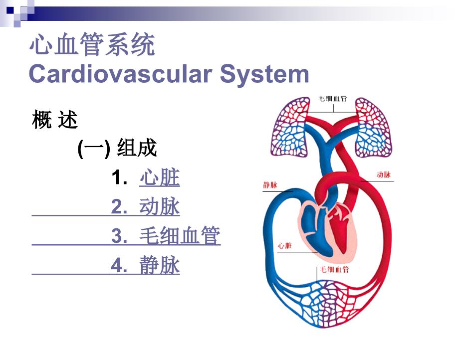 脉管系统心脏()_第3页
