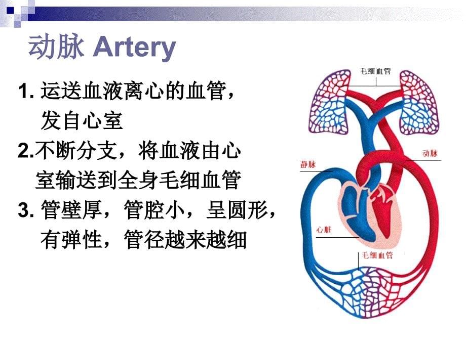 脉管系统心脏()_第5页