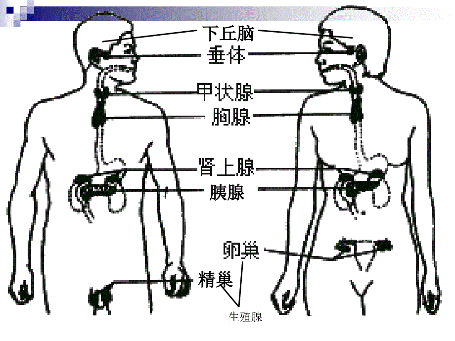 内分泌系统中信息的传递和调节.ppt_第2页