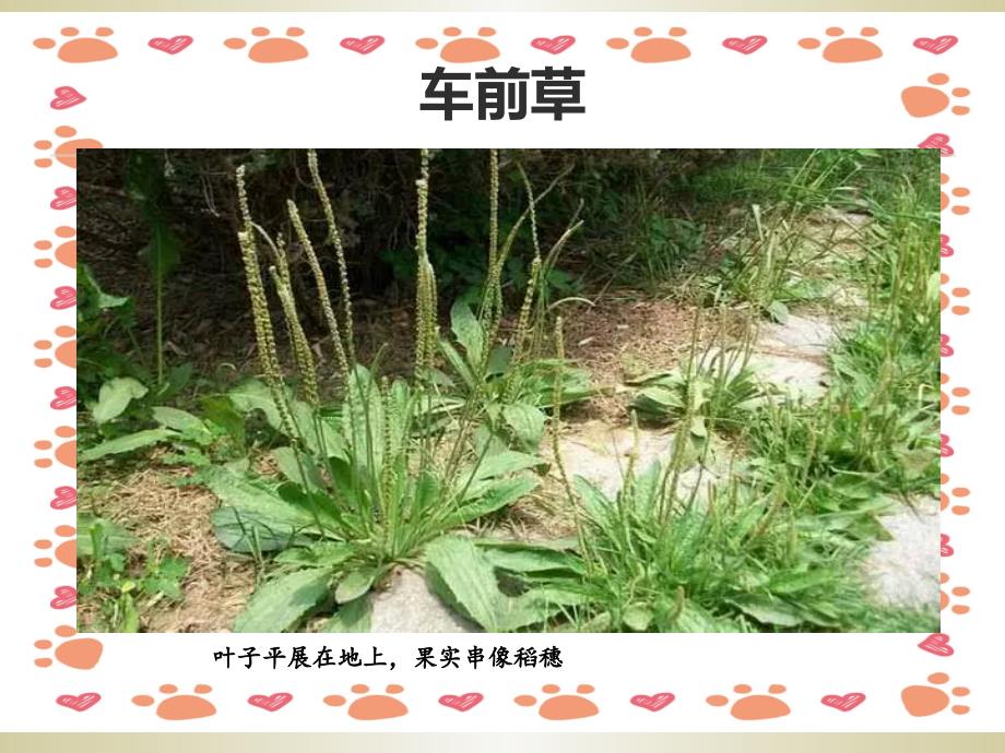 三年级科学《大树和小草》课件_第4页