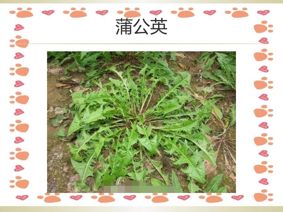 三年级科学《大树和小草》课件_第5页