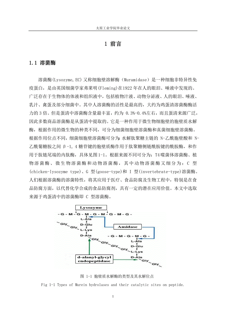 清蛋溶菌酶的研究--毕业设计.doc_第1页